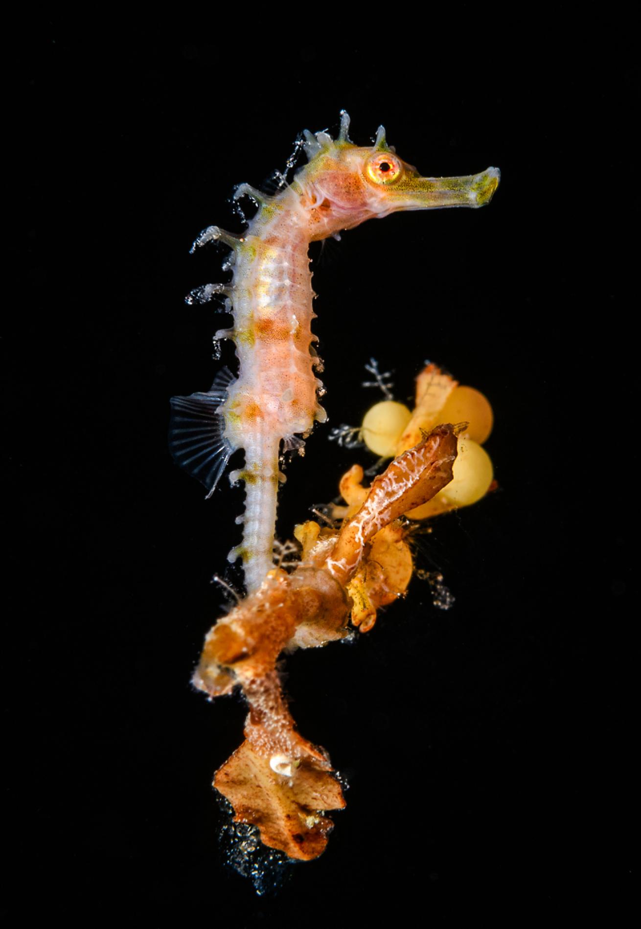 Seahorse - Brandon Cole - Scuba Diving Magazine - December 2021