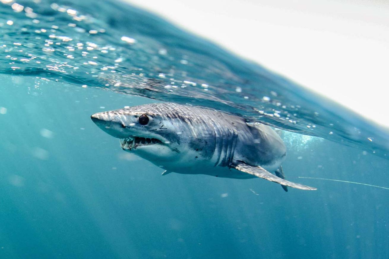 Mako shark