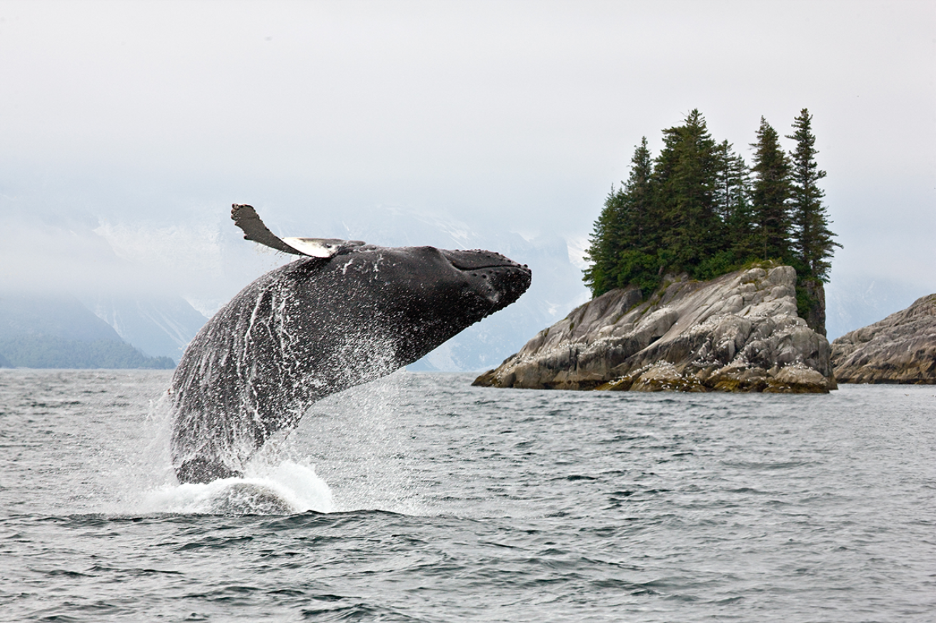 Breaching humpback whale