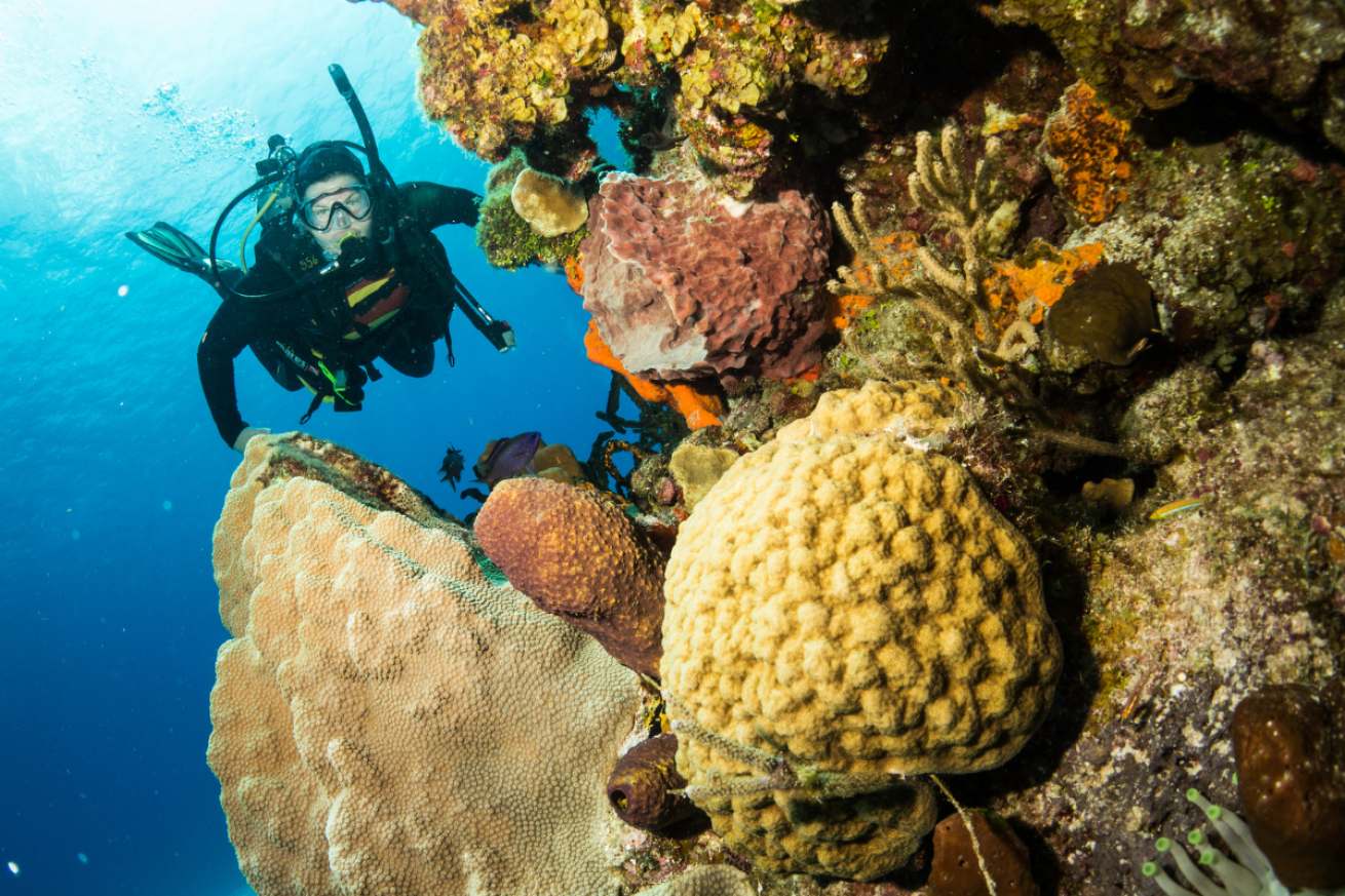 A scuba diver swimming in the ocean by coral.