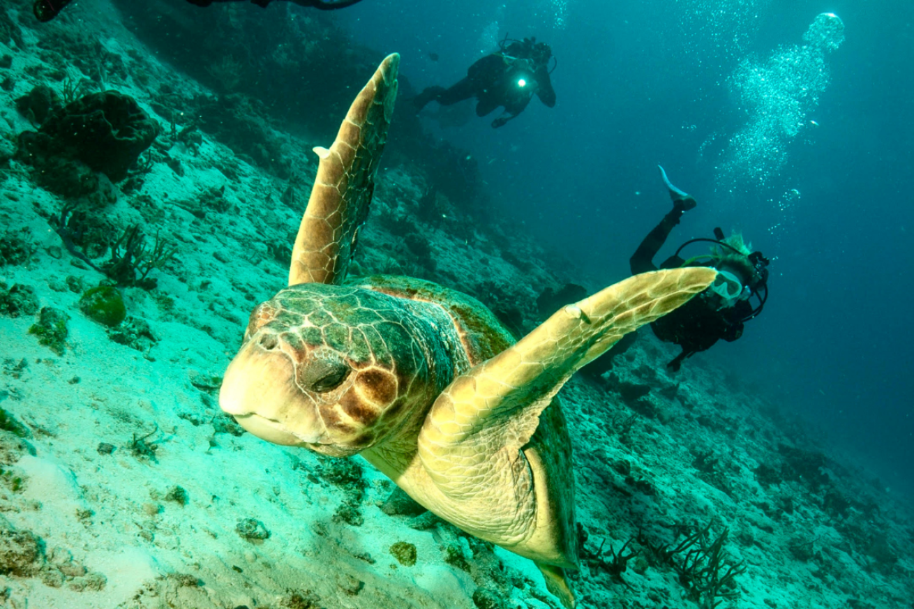 A sea turtle swimming in the ocean.