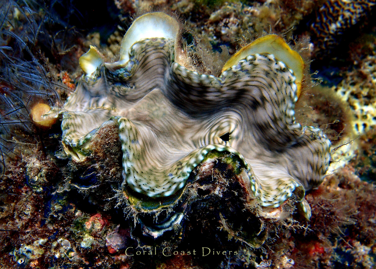 giant clam