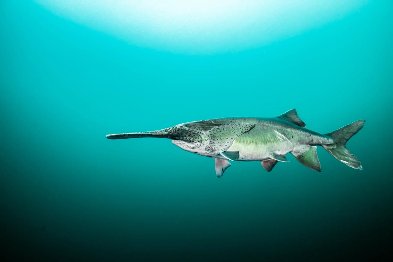 JenniferIdol.PaddleFish.ScubaDivingMag.January2022