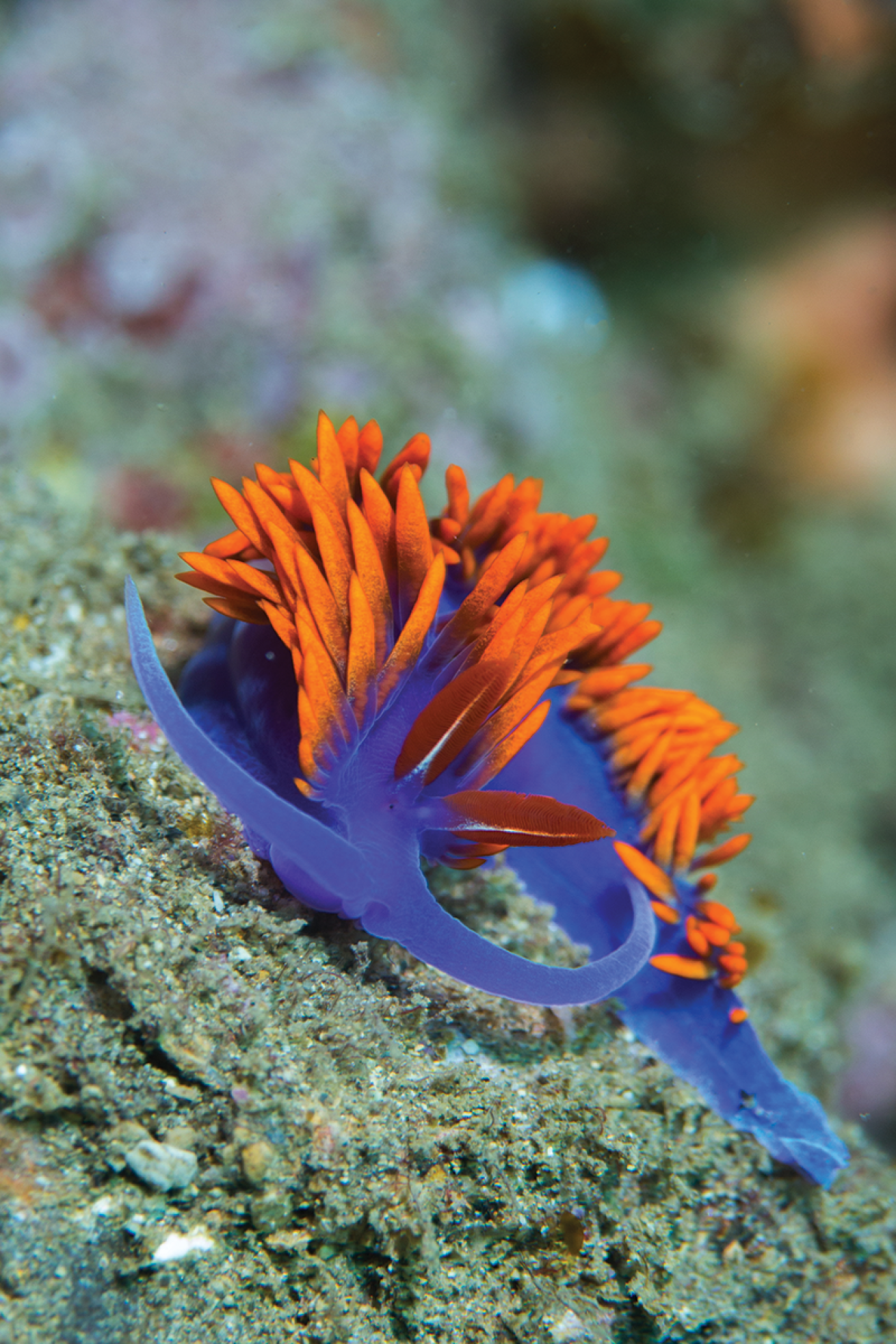 Spanish shawl nudibranch