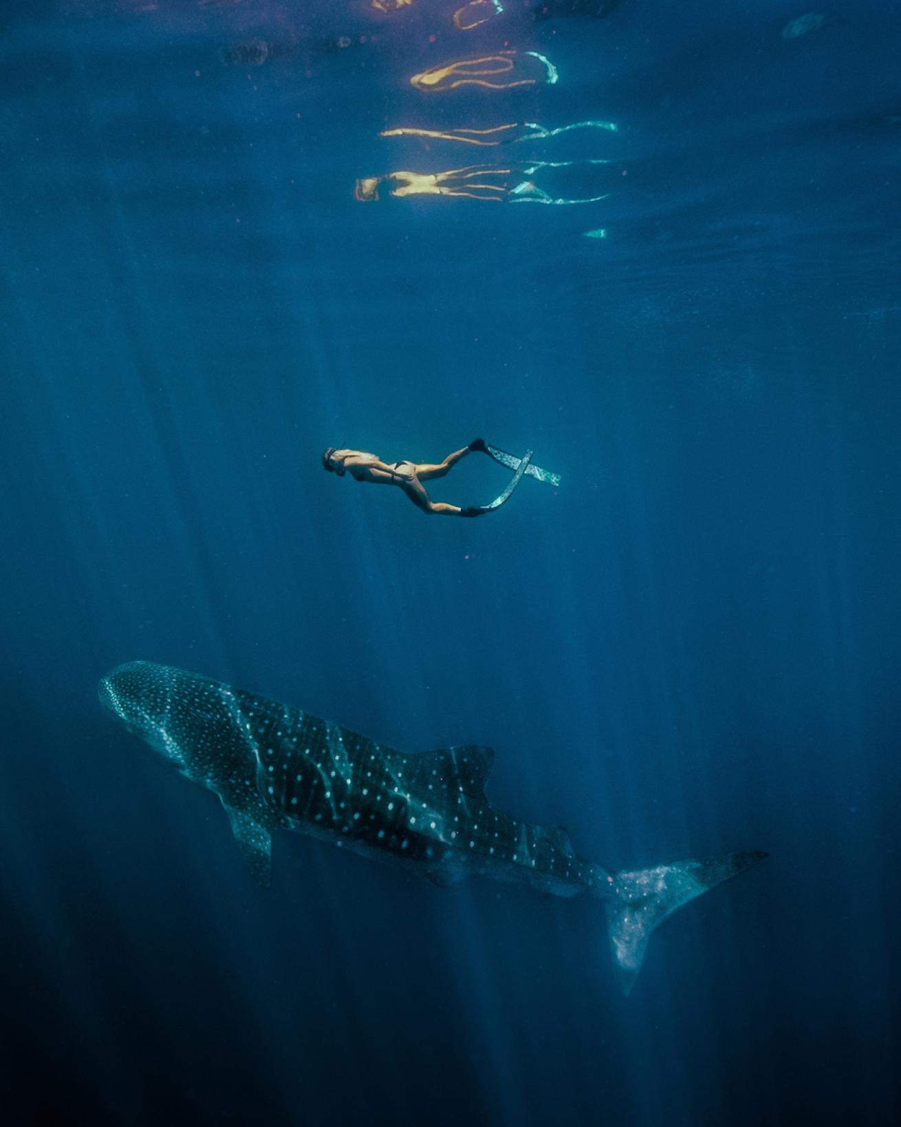 Whale Shark at Ningaloo Reef