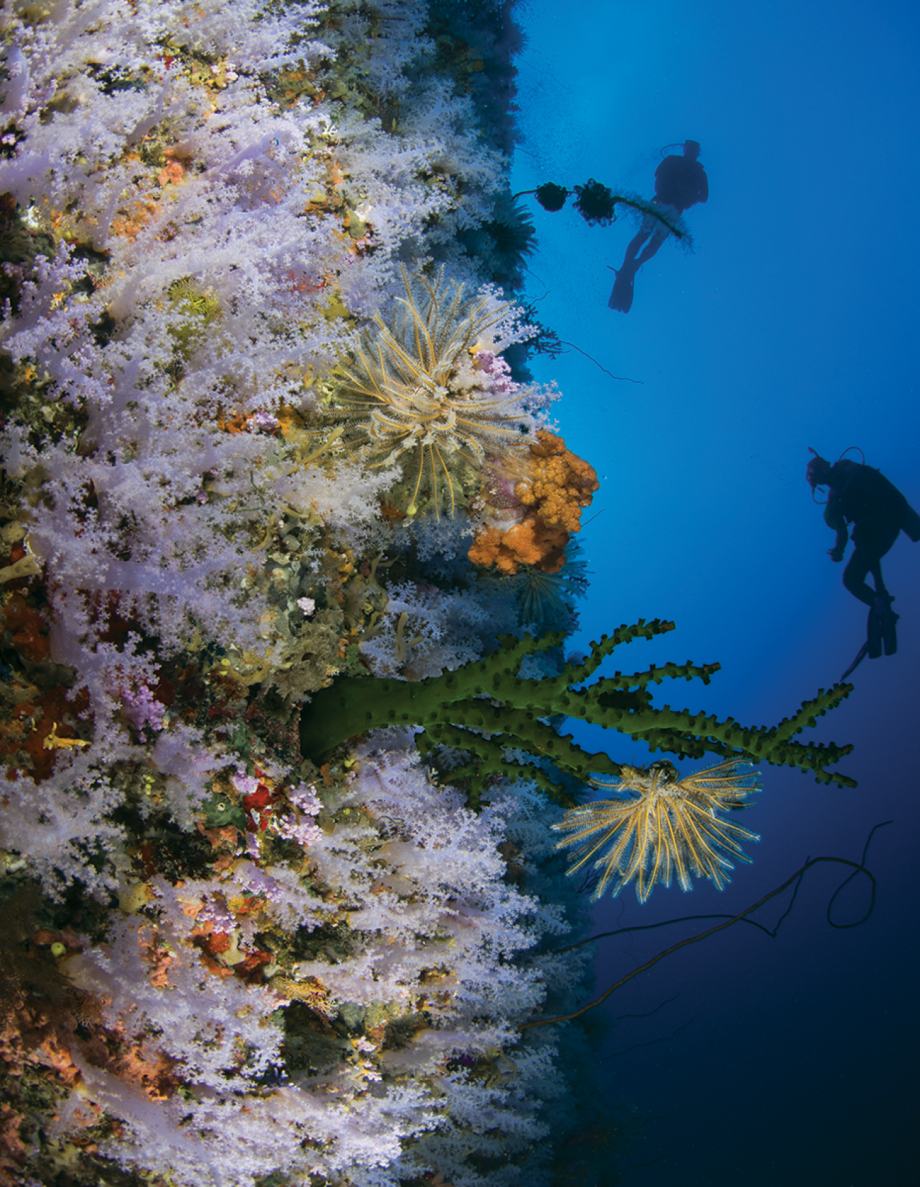 Taveuni’s Great White Wall