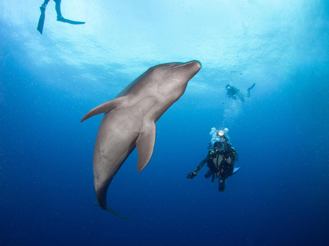 Dolphins in Tahiti