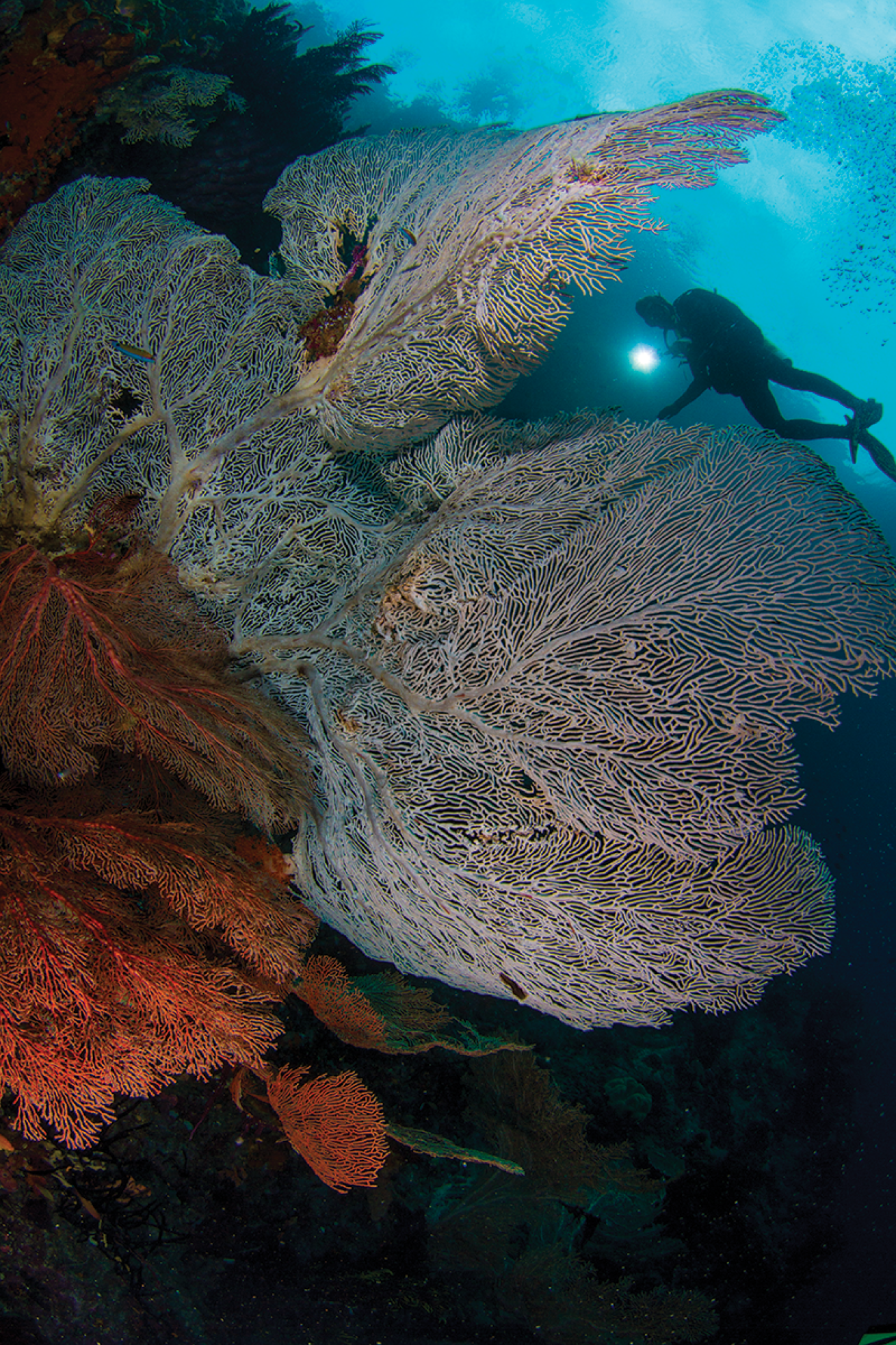 Diver with coral