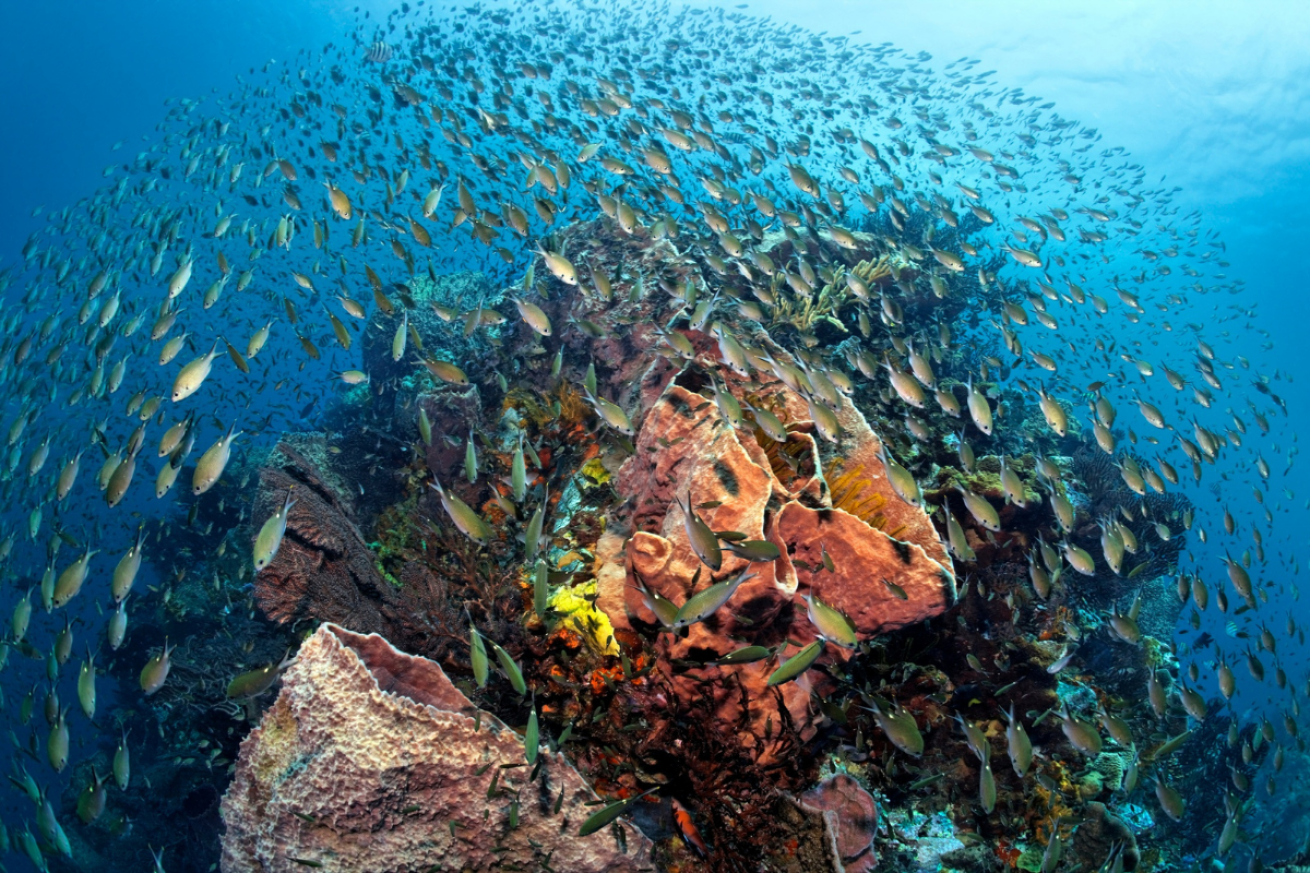 A coral reef with fish