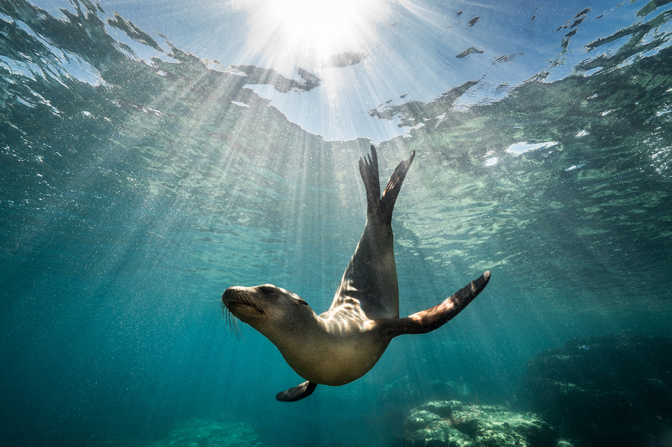 Sea lion