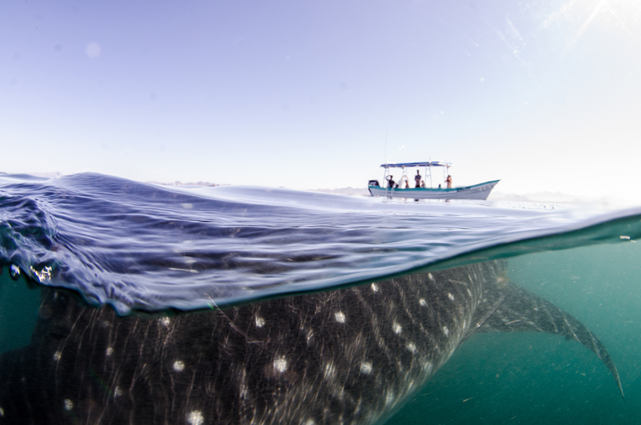 Whale shark