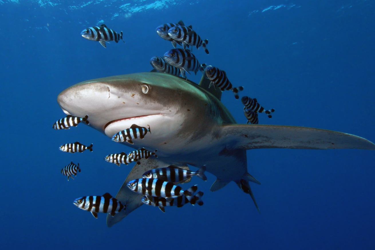 A shark with many smaller fish swimming around it