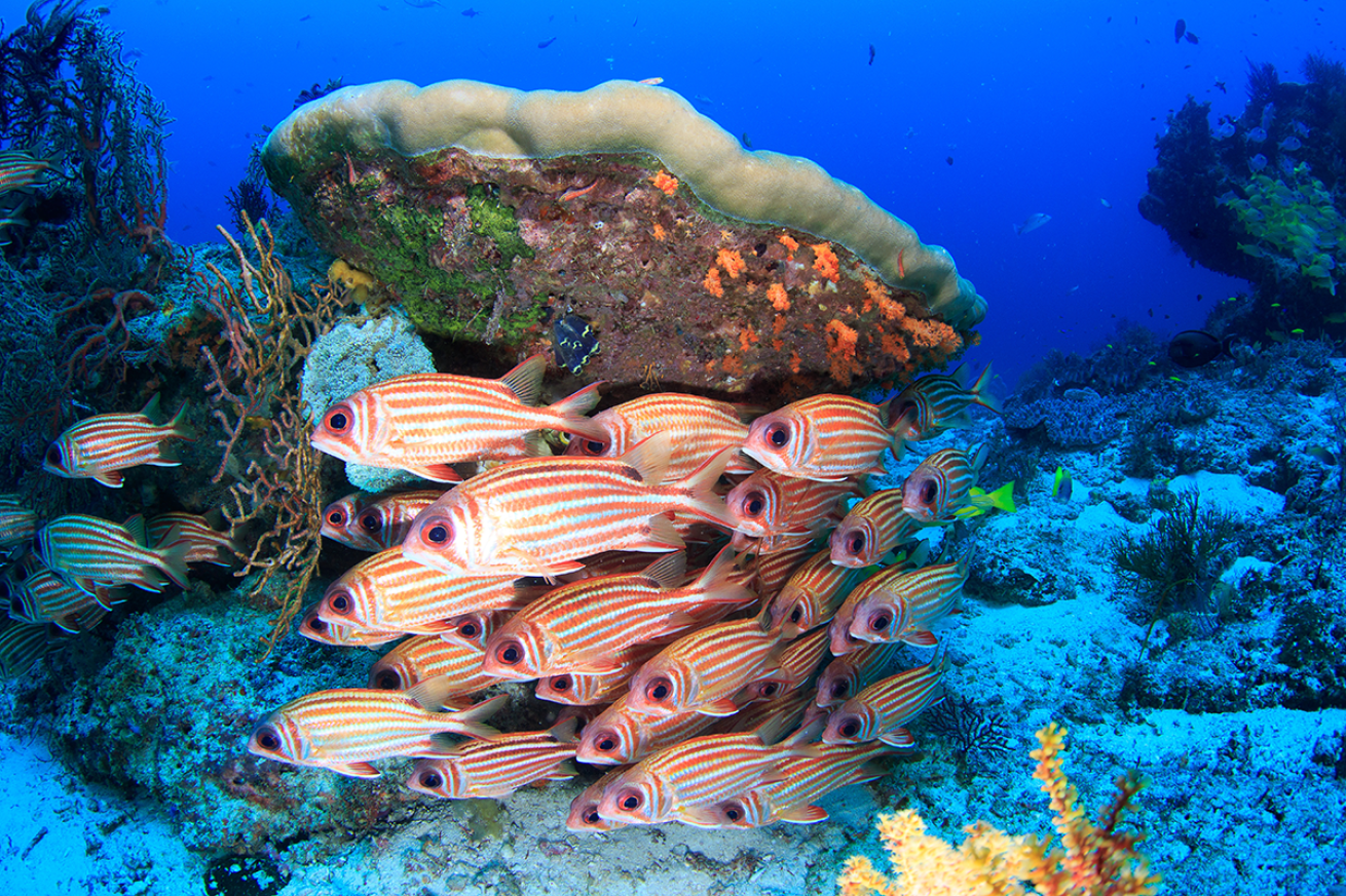 Red soldierfish