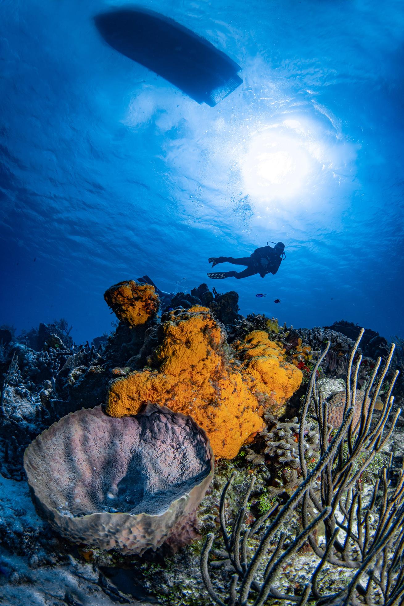 Aldora Divers