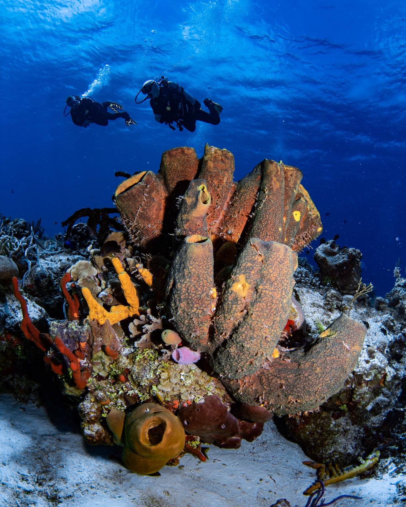 Aldora Divers