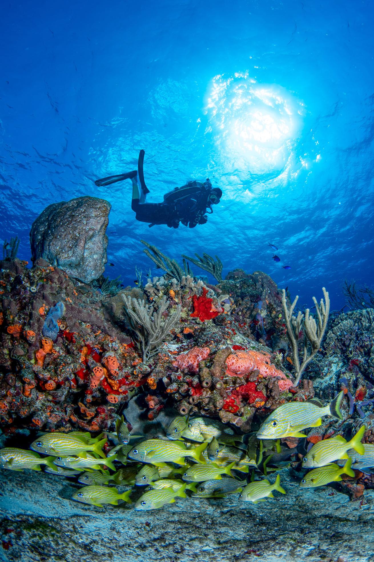 Aldora Divers
