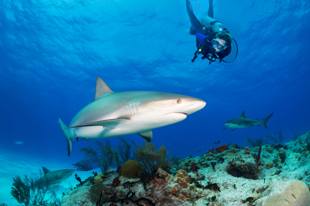 A male swimming with sharks