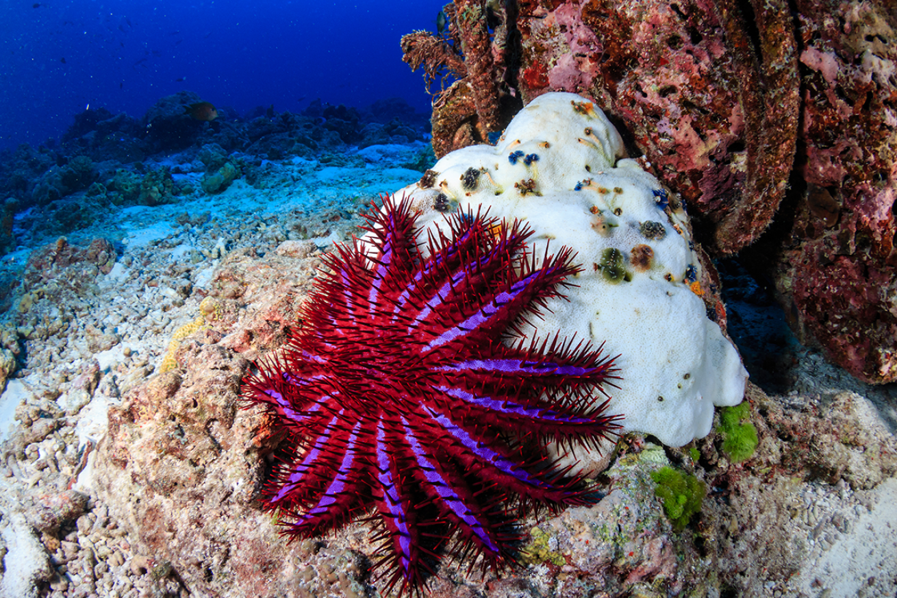 Crown-of-Thorns Starfish