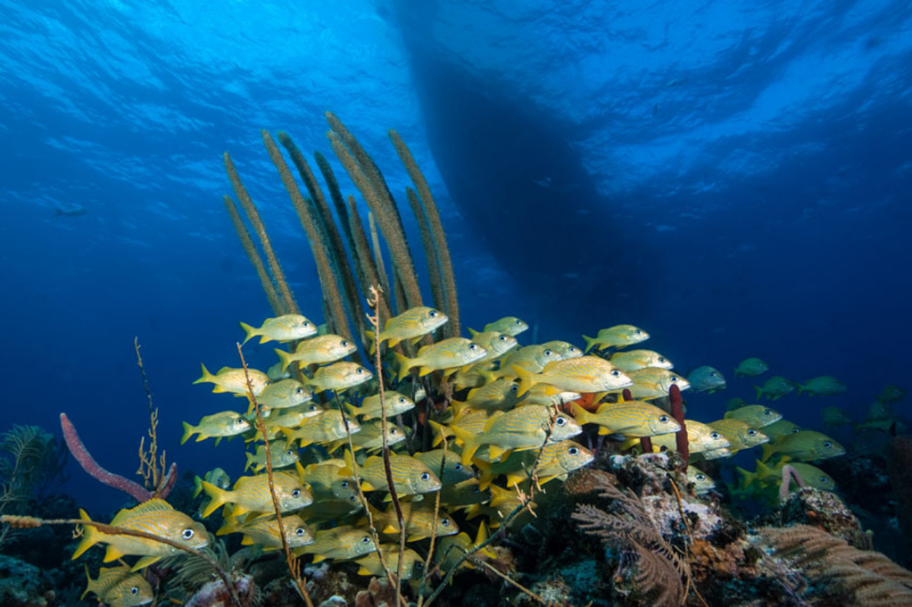 A school of fish in the ocean