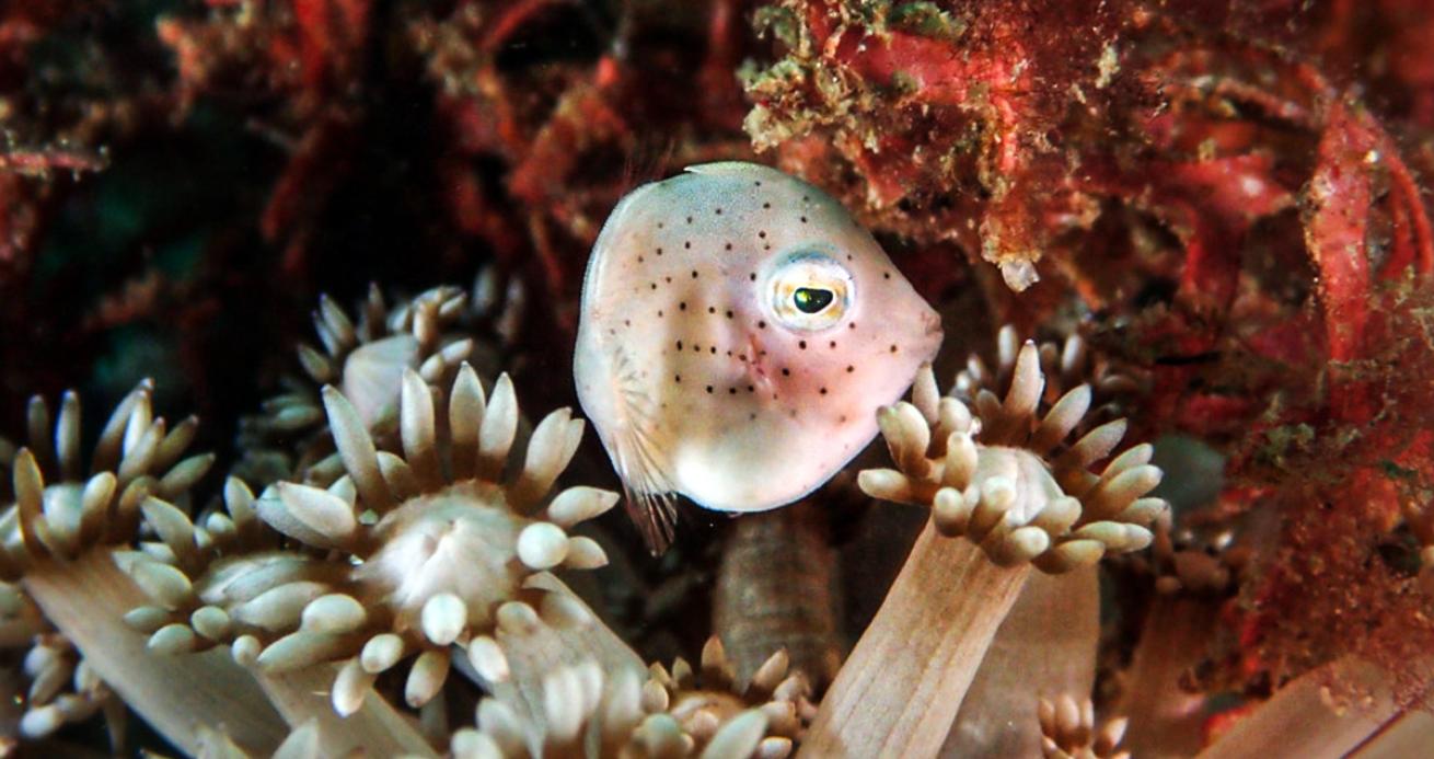 fish.peiyanheng.scubadivingmagazine.april2022