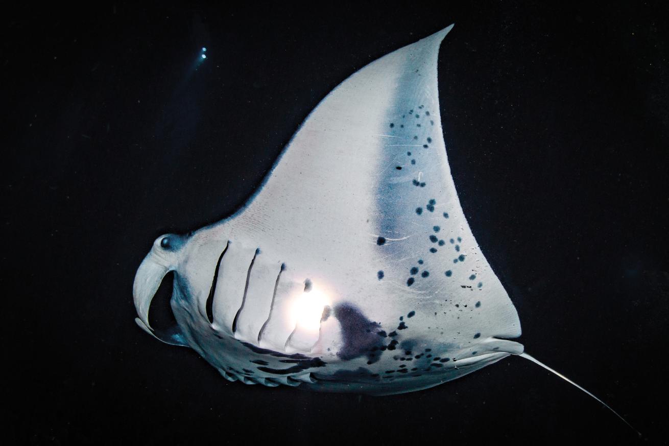 Manta night dive