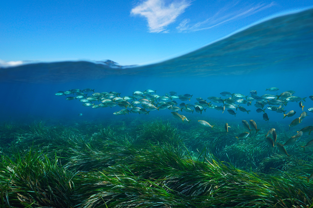 Seagrass