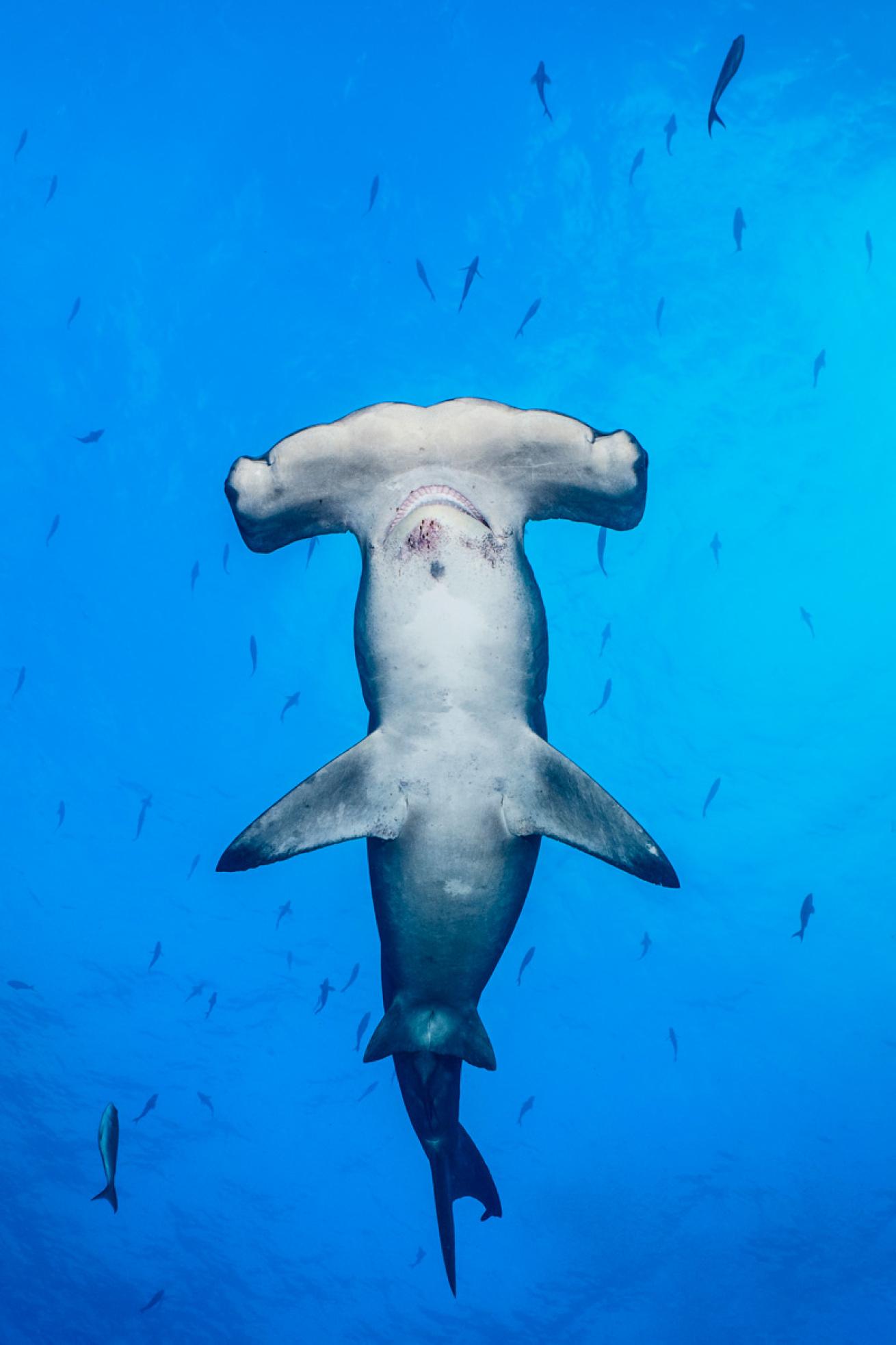 shark.alexmustard.scubadivingmagazine.april2022