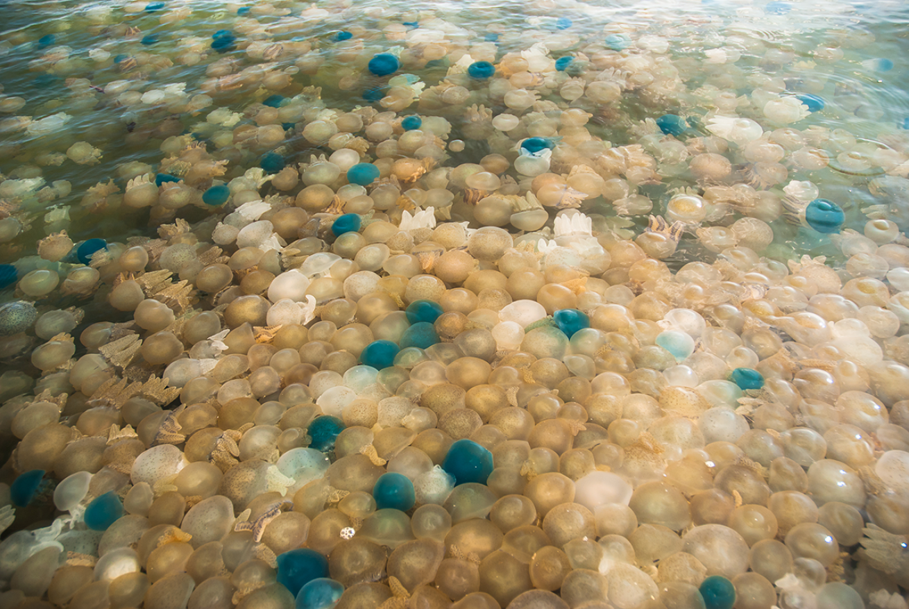 Jellyfish bloom at surface