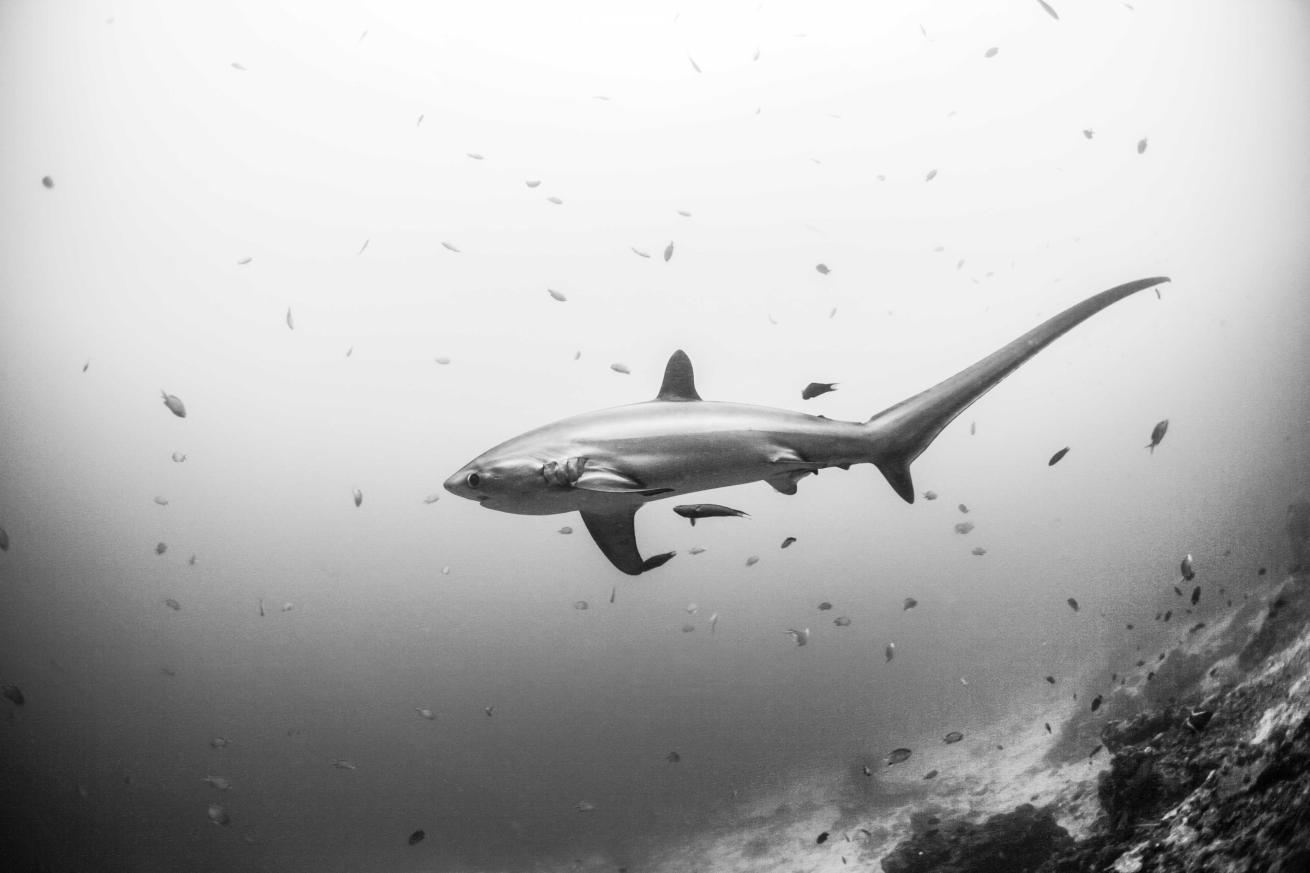 Thresher shark