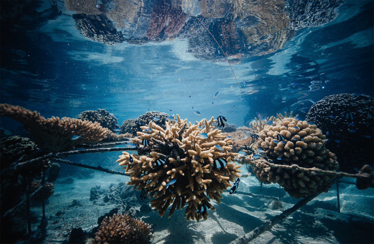 Coral outplants