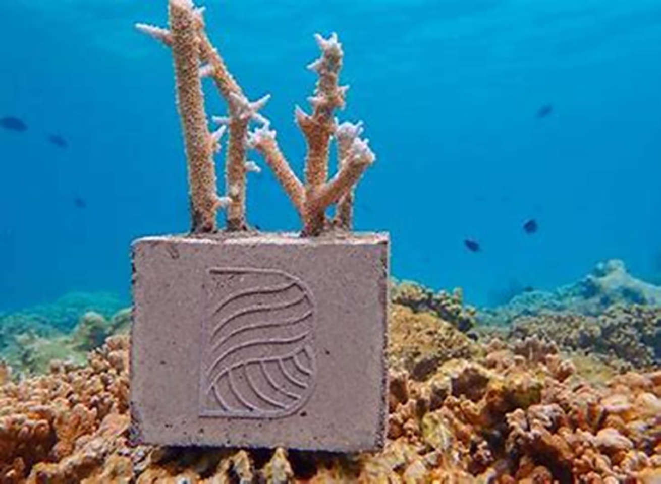 Coral cube