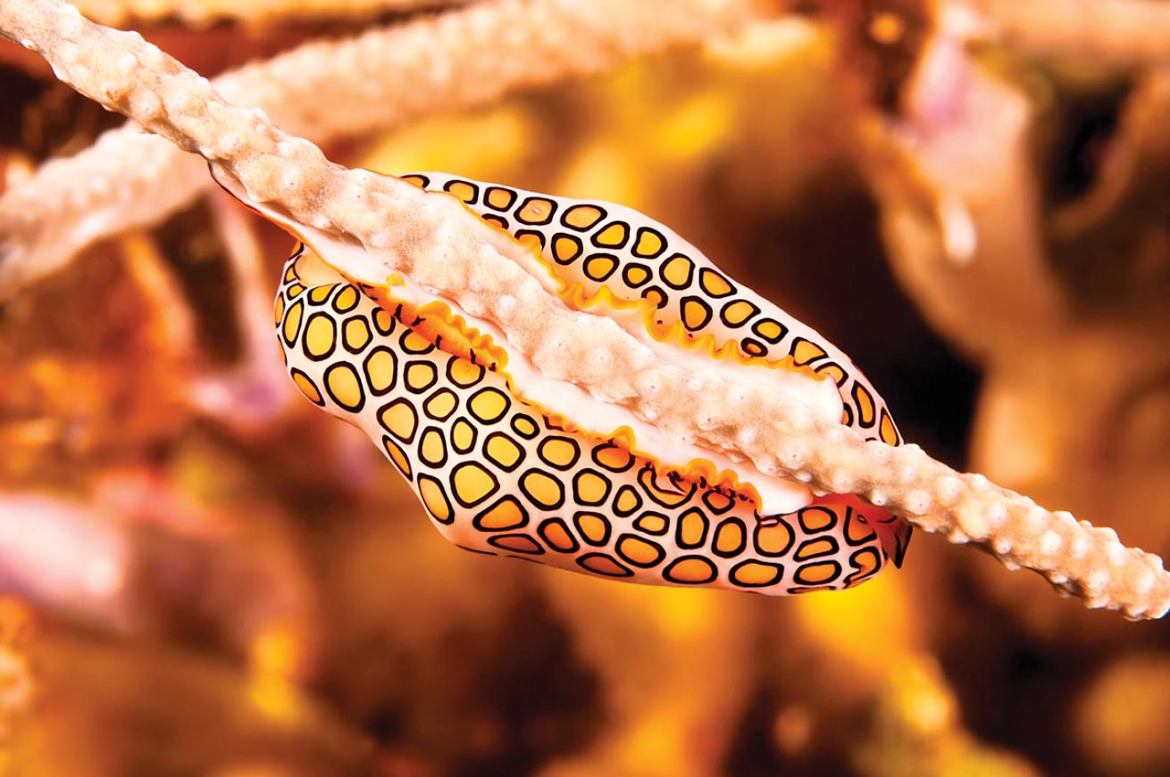 flamingo tongue snail