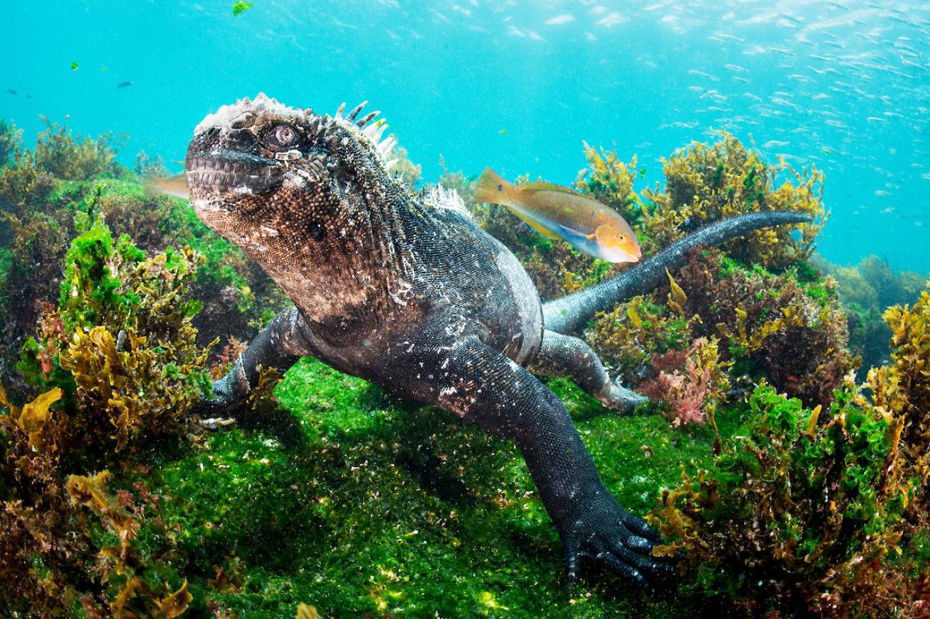 iguana.scubadivingmagazine.may2022