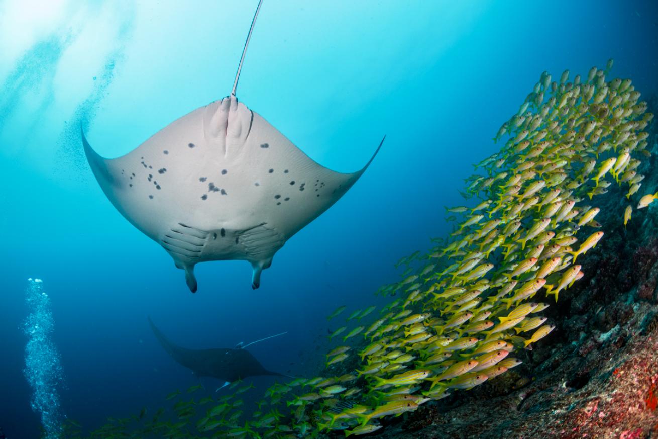 Manta ray