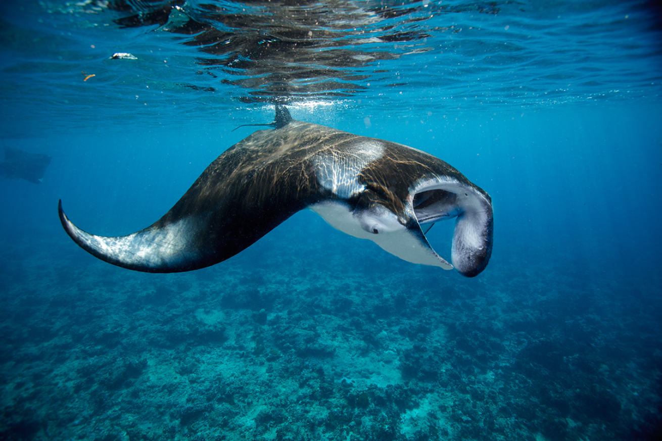 Manta ray
