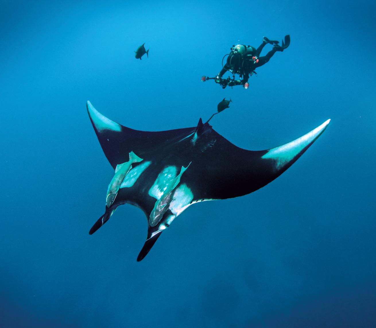 mantaray.scubadivingmagazine.may2022