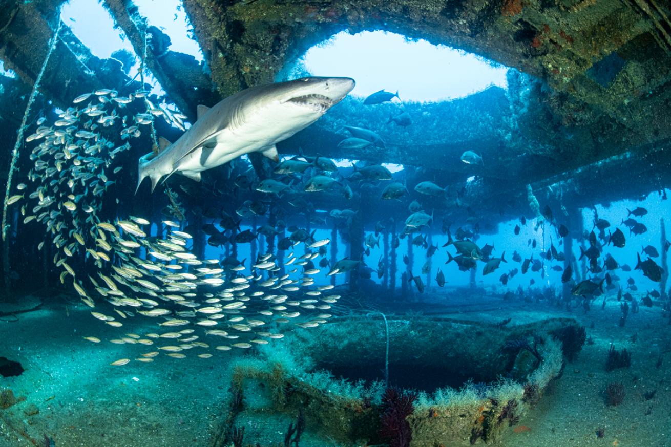 sharkwreck.scubadivingmagazine.may2022