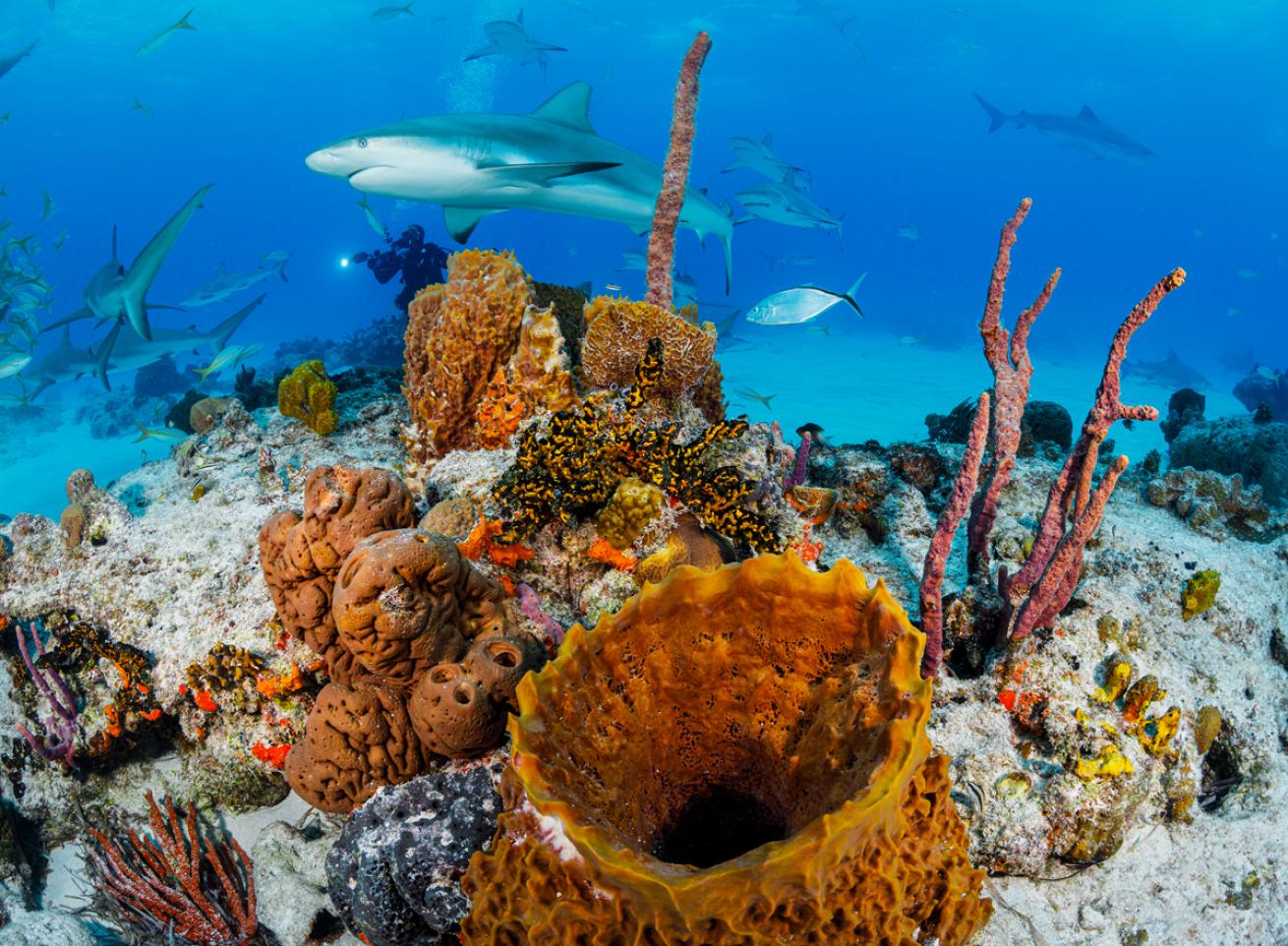 Caribbean reef shark diver orange barrel aponge