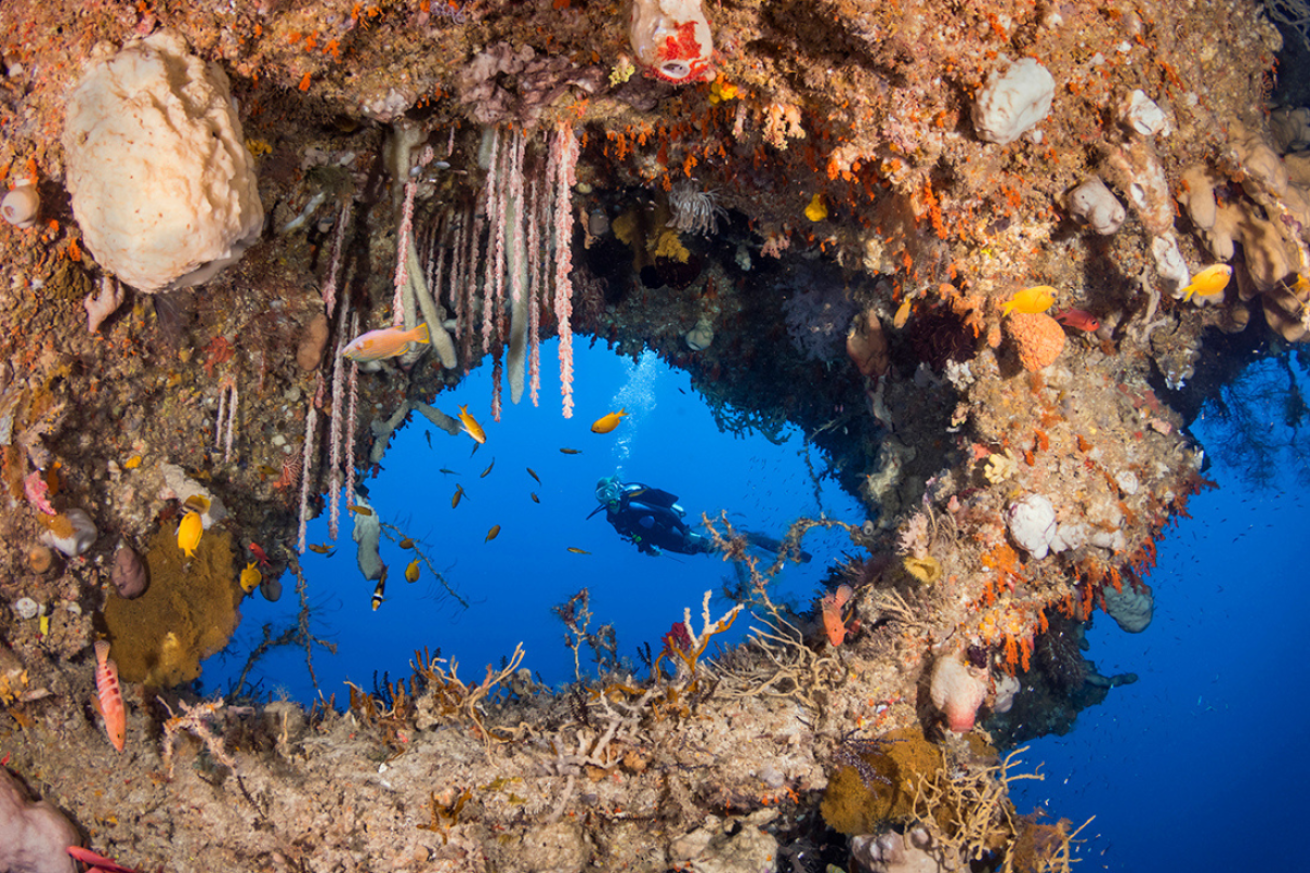 A scuba diver looking at coral