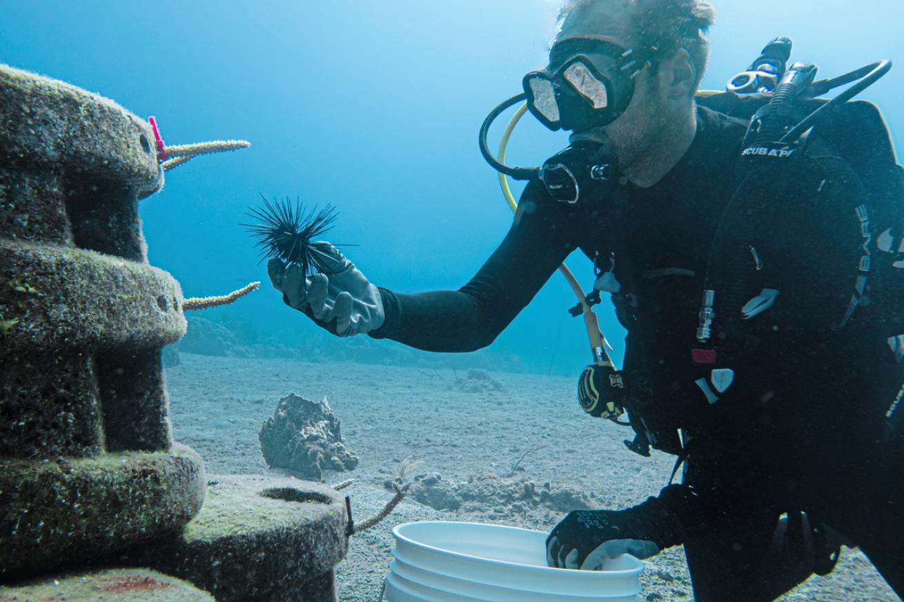 SeaUrchin.MIKADEBREUYN