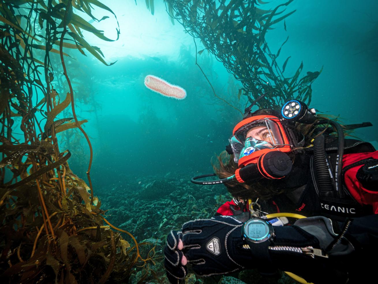 anne-and-pyrosome.patrick_webster.scubadivingmagazine.june2022