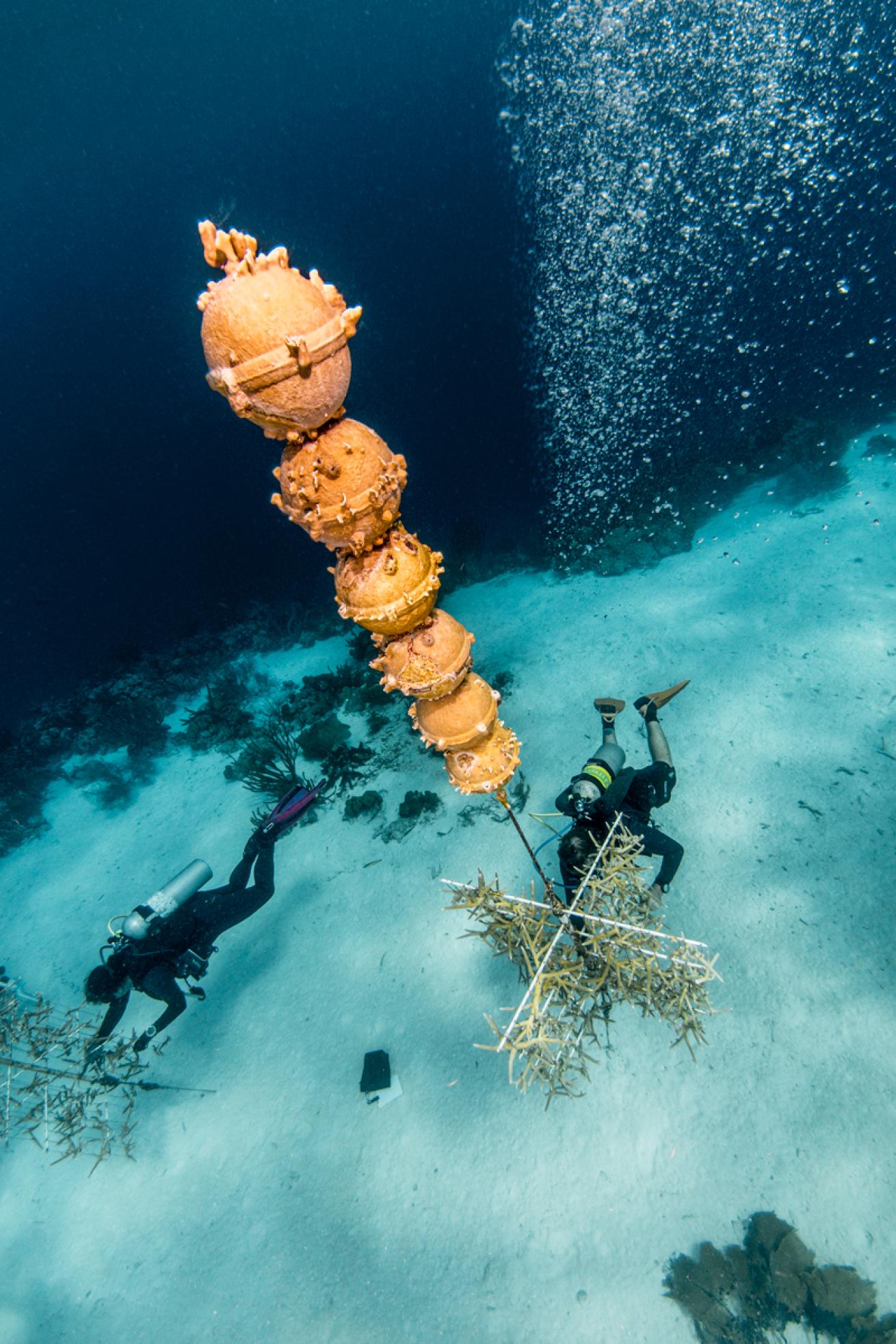 buoy.coralresoration.scubadivingmag.june2022