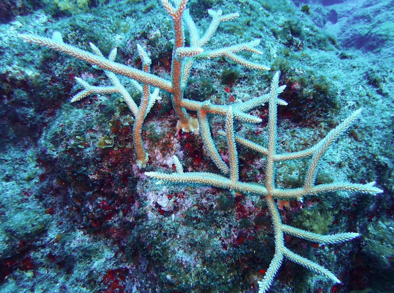 CoralOutplant.Courtesy Saba Conservation Foundation