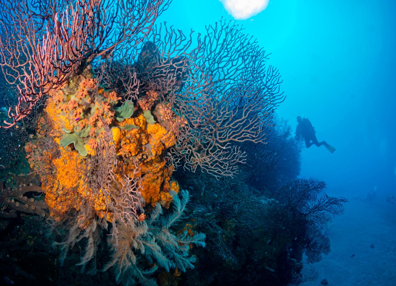 coral._timsimages.ukshutterstock.scubadivingmagazine.june2022