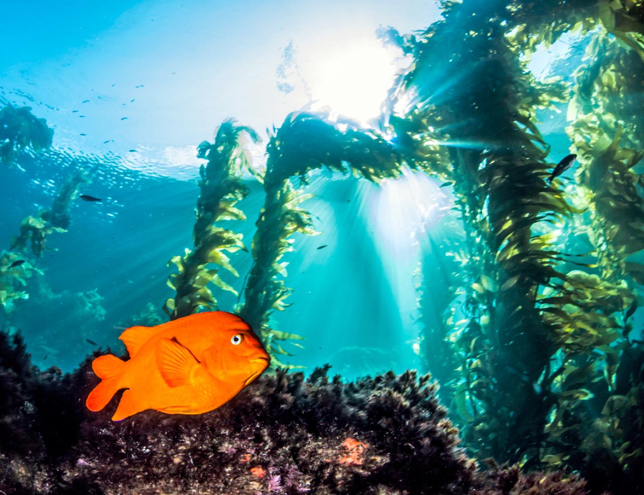 garbaldi.kelpforest.scubadivingmagazine.june2022