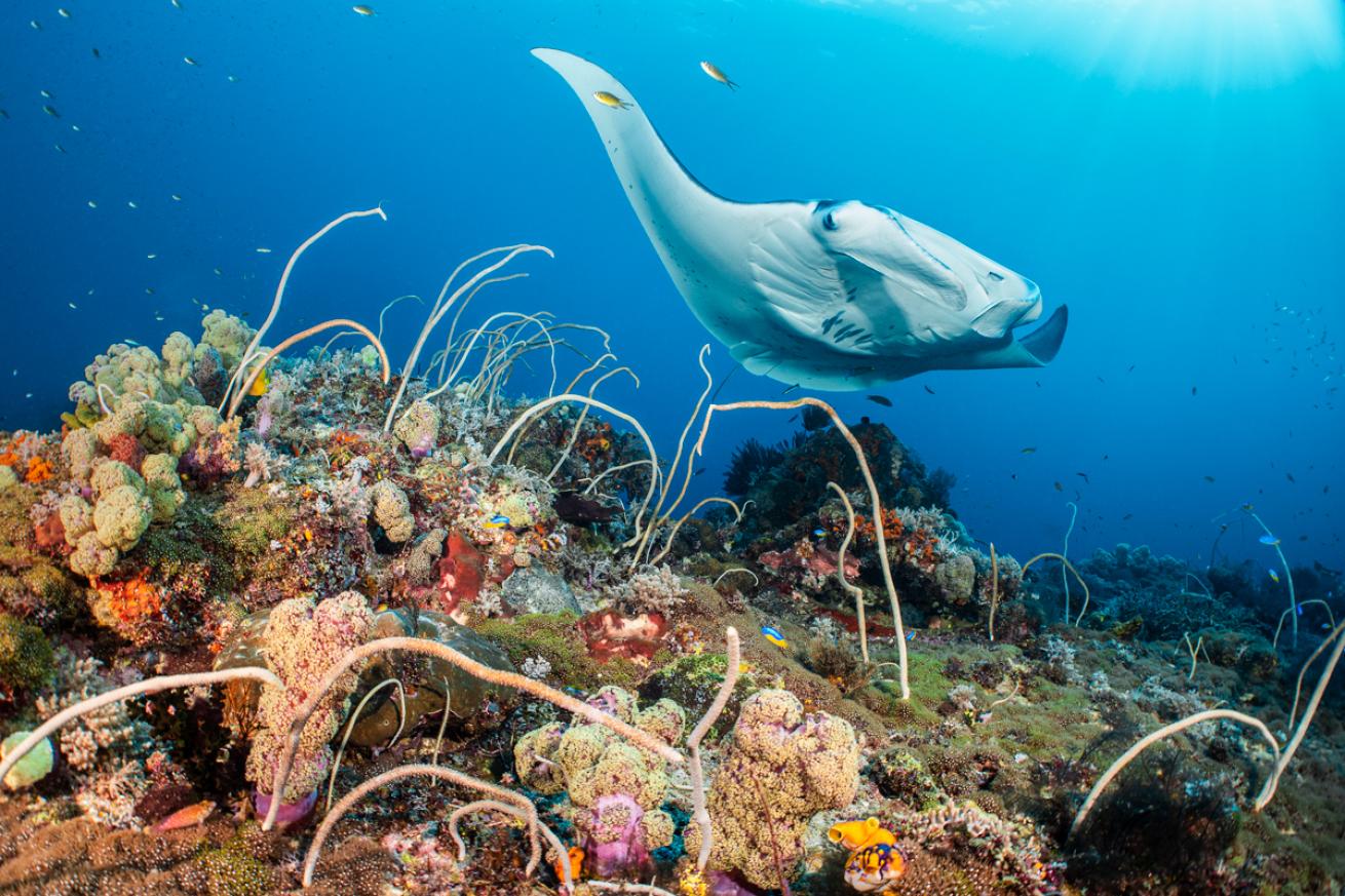 Manta.Raja.ScubaDivingMag.June2022