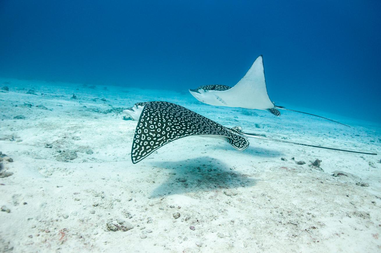 spottedeaglerays.priya_talwarshutterstock.scubadivingmagazine.june2022