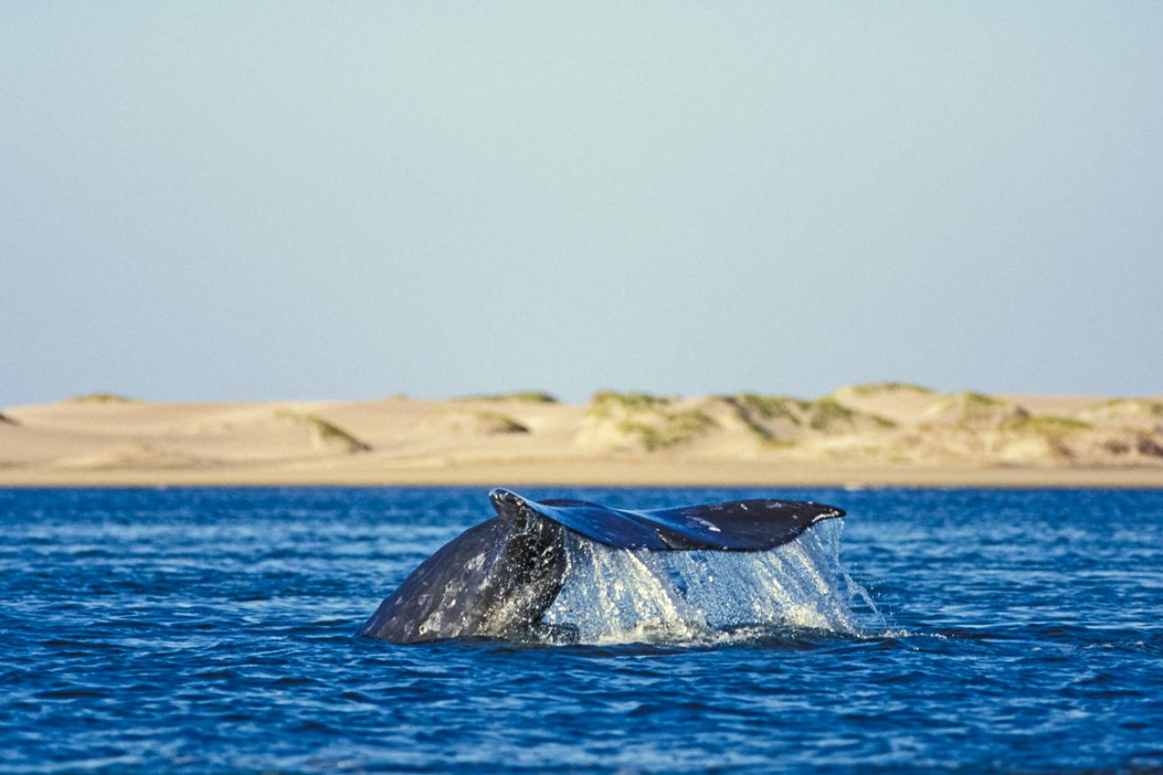 whalewatching2.bbrandoncole.scubadivingmagazine.june2022