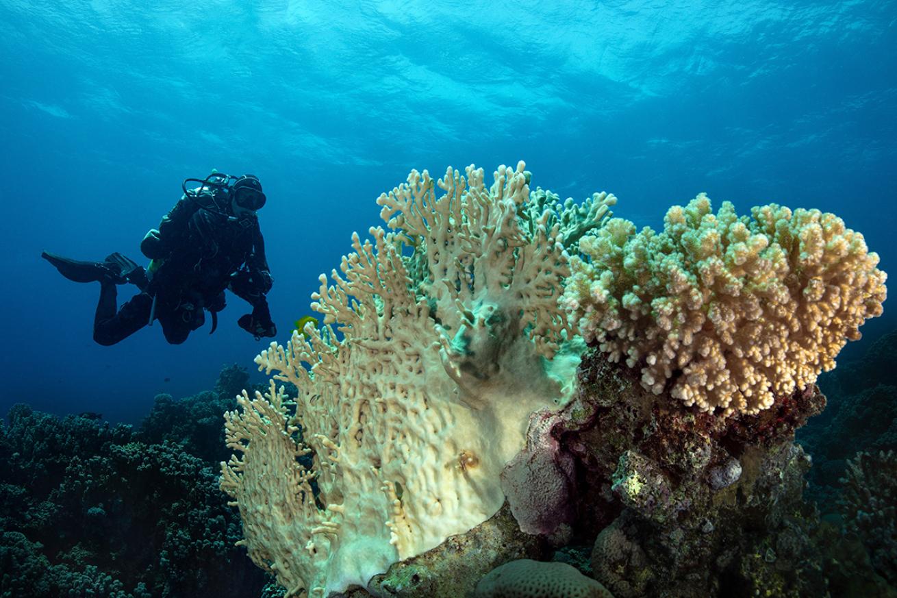 Diver on reef