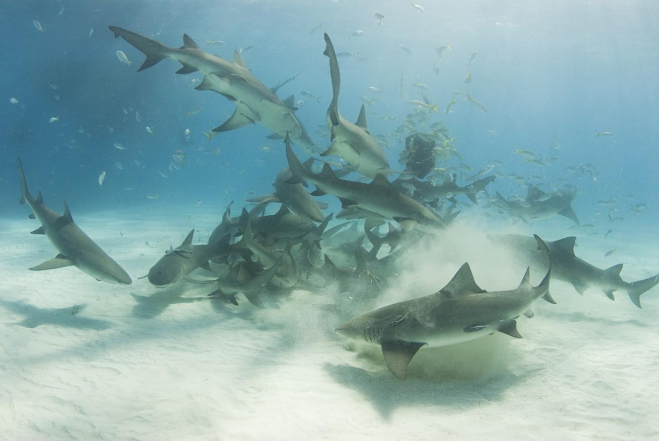 Lemon sharks scavenge 